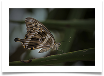 Butterfly (Mocker Swallowtail )  - Richard Nicholls